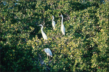 20120517-NOAA mangrove Herrons_100.jpg